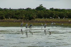 Khu dự trữ sinh quyển châu thổ sông Hồng. (Nguồn: Internet)