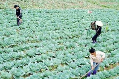 (Ảnh minh họa: Quang Quyết/TTXVN)