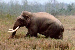 Ảnh minh họa: (Nguồn: Tamnhin.net)