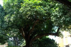 Cây muỗm đại thụ. (Ảnh: Internet)