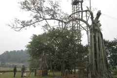 Cây đa Tân Trào đang hồi sinh. (Ảnh: Vũ Quang Đán/Vietnam+).