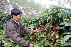 Vườn càphê tái canh. (Ảnh: Phương Hoa/TTXVN)