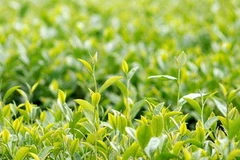 Ảnh minh họa. (Nguồn: Internet)