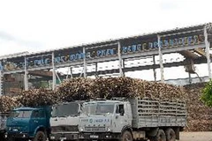 Mía nguyên liệu được vận chuyển về nhà máy để chuẩn bị đưa vào ép. (Ảnh: Danh Lam/TTXVN)