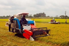 Nhu cầu đối với lương thực trong GMS có thể tăng 20-50% vào năm 2030. (Ảnh minh họa: Duy Khương/TTXVN)