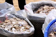 Ngư dân trúng mùa câu mực. (Nguồn: Internet)