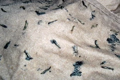 Sinh vật lạ trên quần áo. (Nguồn: Báo Thanh Niên)