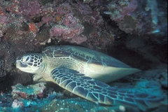 Ảnh minh họa. (Nguồn: Internet).