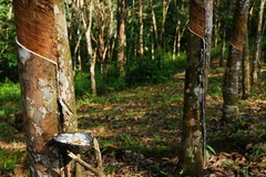 Rừng cao su ở Indonesia. (Nguồn: Forest News)