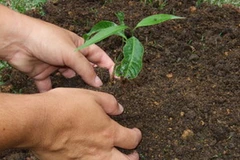 Ảnh minh họa. (Nguồn: Internet)