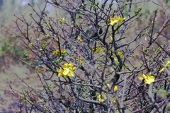 Hoa kiểng có thể giảm chất lượng vì mưa trái mùa. (Ảnh: Internet).