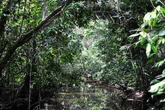 Rừng Amazon. (Nguồn: AP)