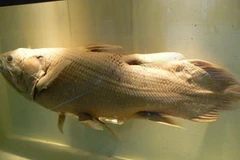 Cá vây tay. (Nguồn: biolib.cz)