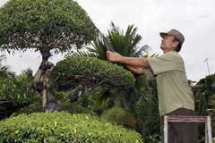 (Ảnh minh họa: Thanh Tùng/TTXVN)