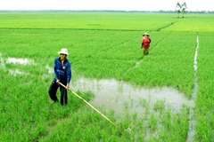 (Ảnh minh họa: Duy Khương/TTXVN)