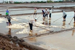 Muối tại xã Điền Hải, huyện Đông Hải bị thiệt hại do mưa trái mùa. (Ảnh: Phan Thanh Cường/TTXVN)