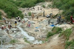 Một bãi đào vàng. (Ảnh minh họa: Internet).