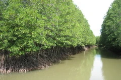 Rừng đước. (Nguồn: Internet)