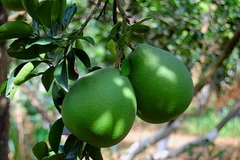 Ảnh minh họa. (Nguồn: Internet)