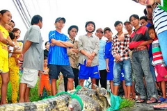 Con cá sấu bò ra quốc lộ 1A bị nhóm thanh niên bắt trong đêm 12/10. (Nguồn: Tuổi Trẻ)