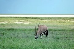 Một góc công viên quốc gia Etosha tại Namibia. (Nguồn: AFP)
