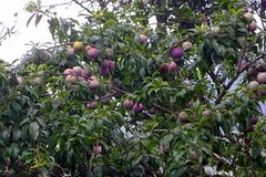 Bắc Hà mùa mận Tam hoa. (Nguồn: VnExpress)