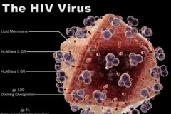 Virus HIV. (Nguồn: Internet)