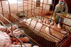 Chăn nuôi lợn. (Ảnh minh họa: Đình Huệ/TTXVN)