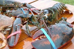 Tôm hùm. (Ảnh minh họa: Internet).