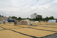 Phơi lúa sau thu hoạch tại thị trấn Tịnh Biên, huyện Tịnh Biên. (Ảnh: Vương Thoại Trung/TTXVN).