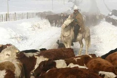 Tuyết bao phủ một trại gia súc ở Chile. (Nguồn: Internet)