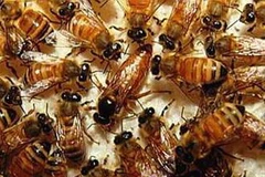 Ảnh minh họa. (Nguồn: Internet)