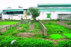 Ảnh minh họa. (Nguồn: Internet)