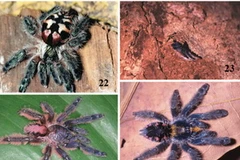 Bốn loài nhện mới được phát hiện. (Nguồn: theregister.co.uk)