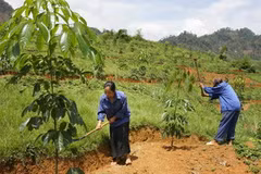 Trồng cây cao su. (Ảnh: Phương Hoa/TTXVN).