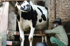 Ảnh minh họa. (Nguồn: Internet).