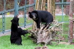 Gấu không thể sinh sản trong điều kiện nuôi nhốt. (Ảnh: Internet).