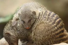 Cầy mangut. (Ảnh: Internet).