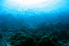 Ảnh minh họa. (Nguồn: Internet)