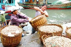 Tôm đánh bắt về cảng Cái Rồng, huyện đảo Vân Đồn, tỉnh Quảng Ninh. (Ảnh: Hồng Kỳ/TTXVN)