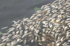 Cá chết hàng loạt ở hồ Trúc Bạch. (Ảnh: Internet).