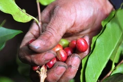 Thu hoạch càphê. (Nguồn: AFP)