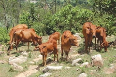 Ảnh minh họa. (Nguồn: Internet)