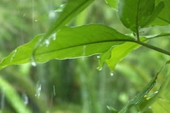 Ảnh minh họa. (Nguồn: Internet)