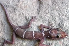 Thằn lằn đá. (Ảnh minh họa: Internet).