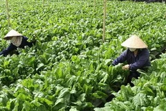 Trồng rau ở Đà Lạt. (Ảnh: Phương Vy/TTXVN)