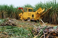 Ảnh minh họa. (Nguồn: Internet)