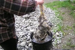 Một trường hợp dùng hóa chất để nhổ lông gà, vịt. (Nguồn: VTC)