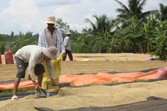 Thu hoạch lúa. (Ảnh: Huy Hoàng/TTXVN)