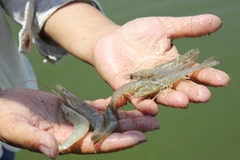 (Nguồn: baoquangngai.com.vn)